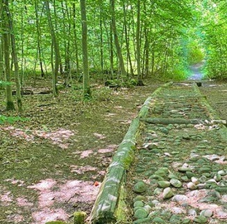 Wald